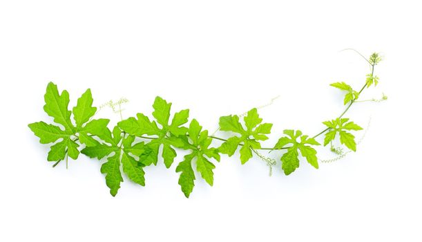 Bitter gourd leaves on white background. top view