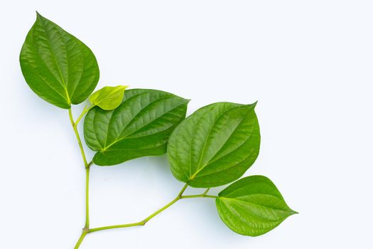 Fresh green leaves of betel plant on white background.