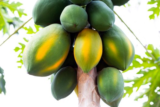 Papaya fruit on the tree in garden.