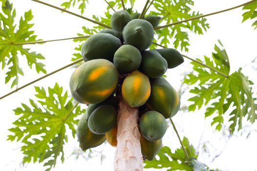 Papaya fruit on the tree in garden.