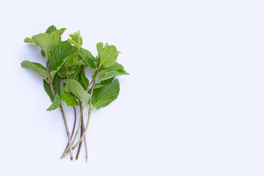 Fresh  mint leaves  on white background.
