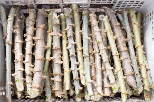 Cassava trunk cutting for planting