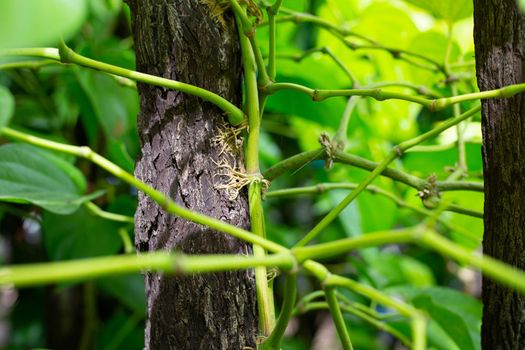 Betel plant growing in graden
