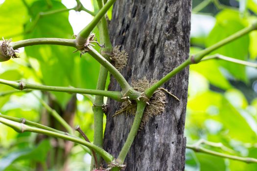 Betel plant growing in graden