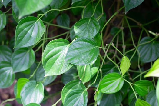 Fresh green leaves of betel plant growing in graden