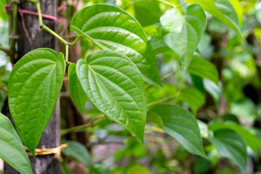 Fresh green leaves of betel plant growing in graden