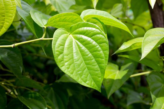 Fresh green leaves of betel plant growing in graden