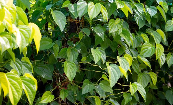 Fresh green leaves of betel plant growing in graden