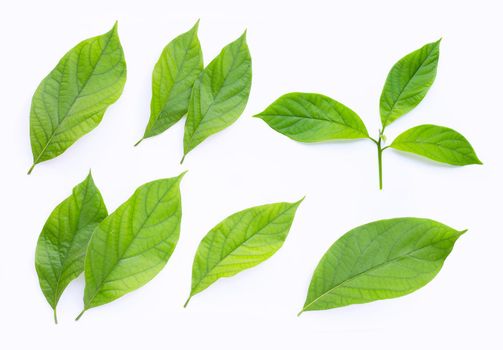 Avocado leaves on white background.