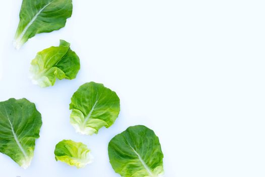 Lettuce leaves on white background.