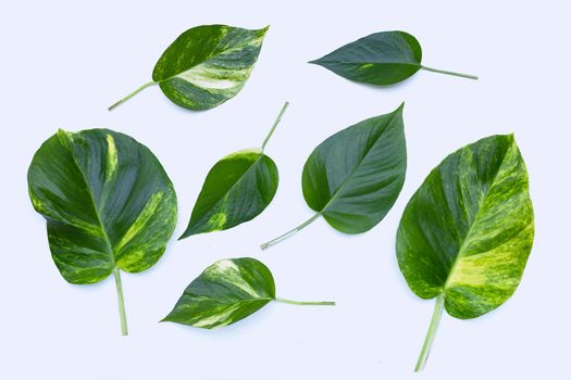 Golden pothos or devil's ivy leaves on white background.