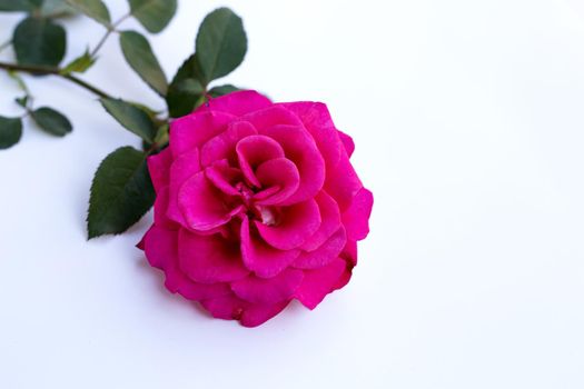 Red rose isolated on white background. Valentine's day concept 