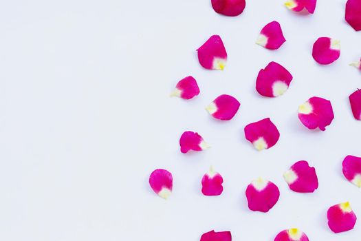 Rose petals isolated on white background.