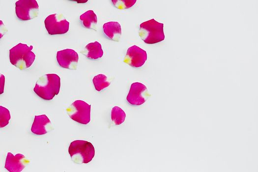 Rose petals isolated on white background.