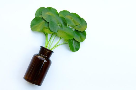Fresh green centella asiatica leaves or water pennywort  plant in medicine bottle on white background. 