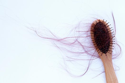 Hairs loss fall in comb on white background.