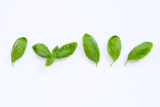 Basil leaves on white background.