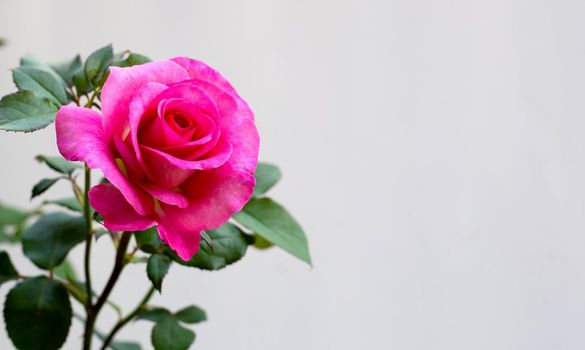 Rose on white background.  Valentine's day concept.