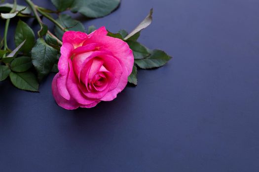 Rose on dark background. Valentine's day concept.