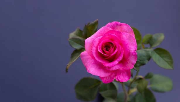 Rose on dark background. Valentine's day concept.