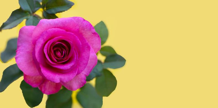 Rose on yellow background. Valentine's day concept.