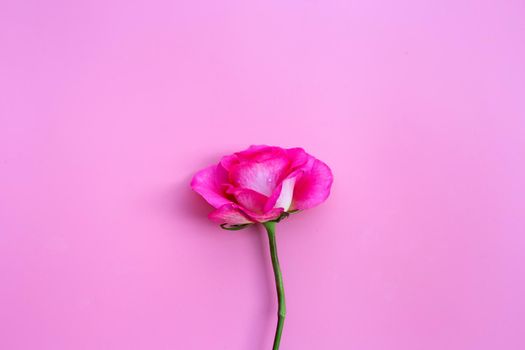 Rose on pink background. Valentine's day concept background
