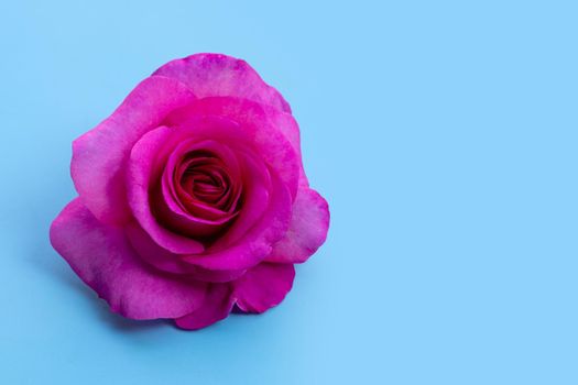 Rose on blue background. Valentine's day concept background.