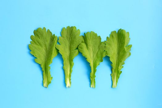  Garland Chrysanthemum leaves on blue background.