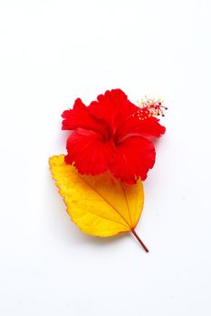 Beautiful red hibiscus flower in full bloom on white.