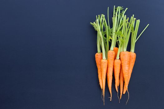 Fresh carrots on dark background.