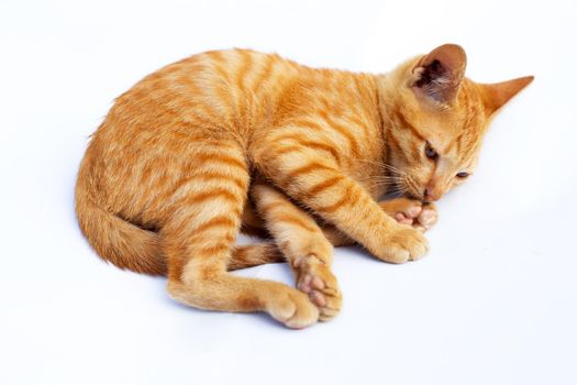 Little cat isolated white background.