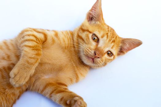 Little cat isolated white background.