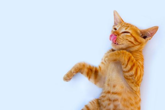 Little cat isolated white background.