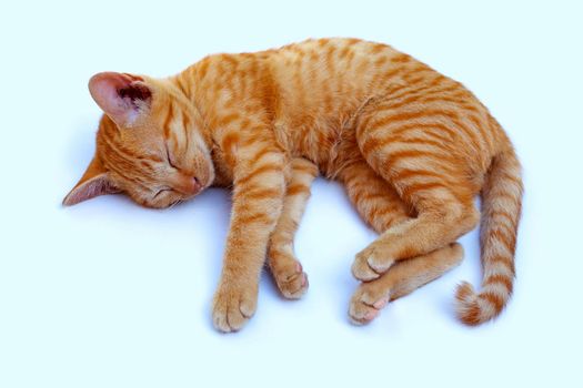 Little cat sleeping white background.