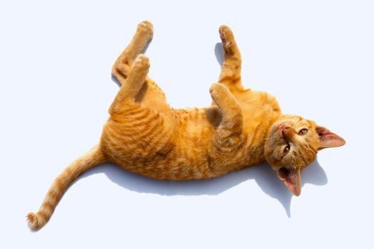 Little cat isolated white background.