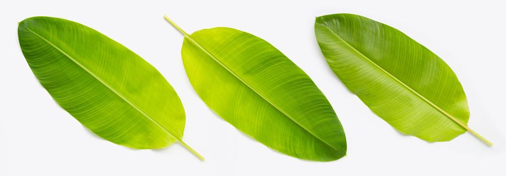 Heliconia leaves on white background.