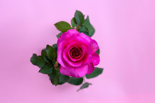 Rose on pink background. Valentine's day concept.