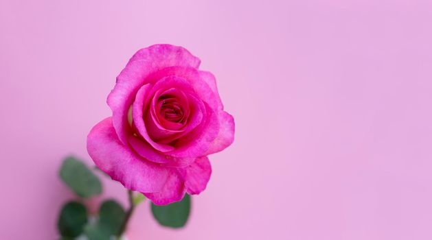Rose on pink background. Valentine's day concept.