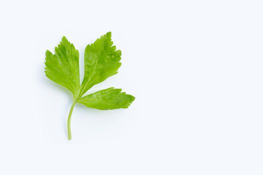 Chinese celery leaf on white background.