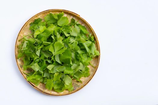 Chinese celery in bamboo basket on white background. Copy space