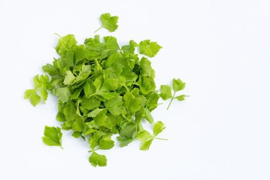 Chinese celery leaves on white background.