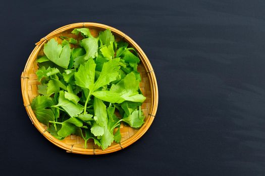 Chinese celery on white background