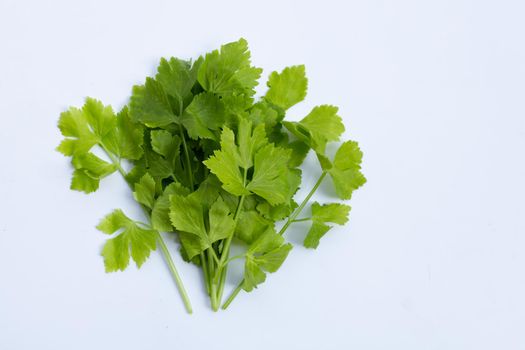 Chinese celery on white background