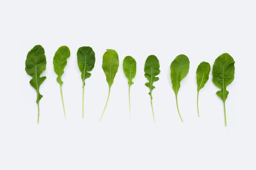 Fresh green rocket salad on white background.