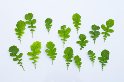 Radish leaves on white background.