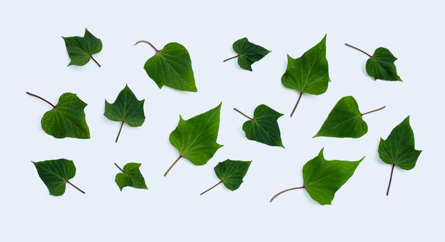 Sweet potato leaves on white background.