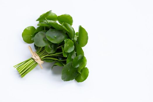 Fresh green centella asiatica leaves or water pennywort  plant on white background.