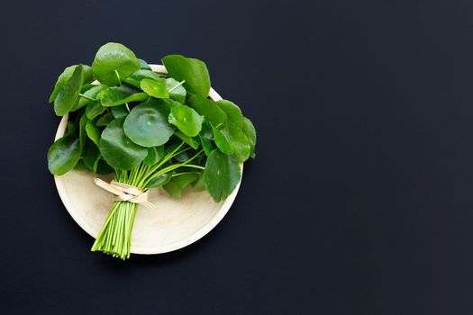 Fresh green centella asiatica leaves or water pennywort  plant on dark background.