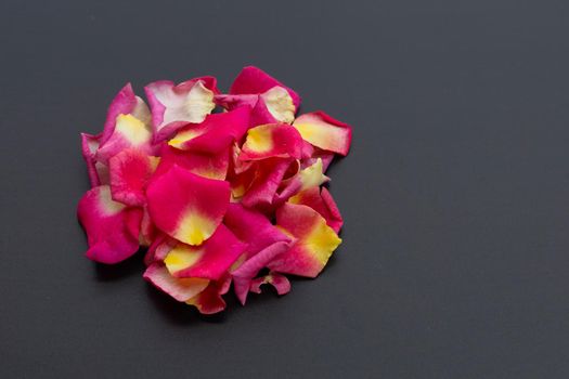 Rose petals on dark background. 
