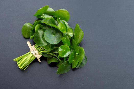 Fresh green centella asiatica leaves or water pennywort  plant on dark background.